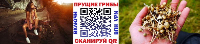 Галлюциногенные грибы Psilocybine cubensis  Мончегорск 